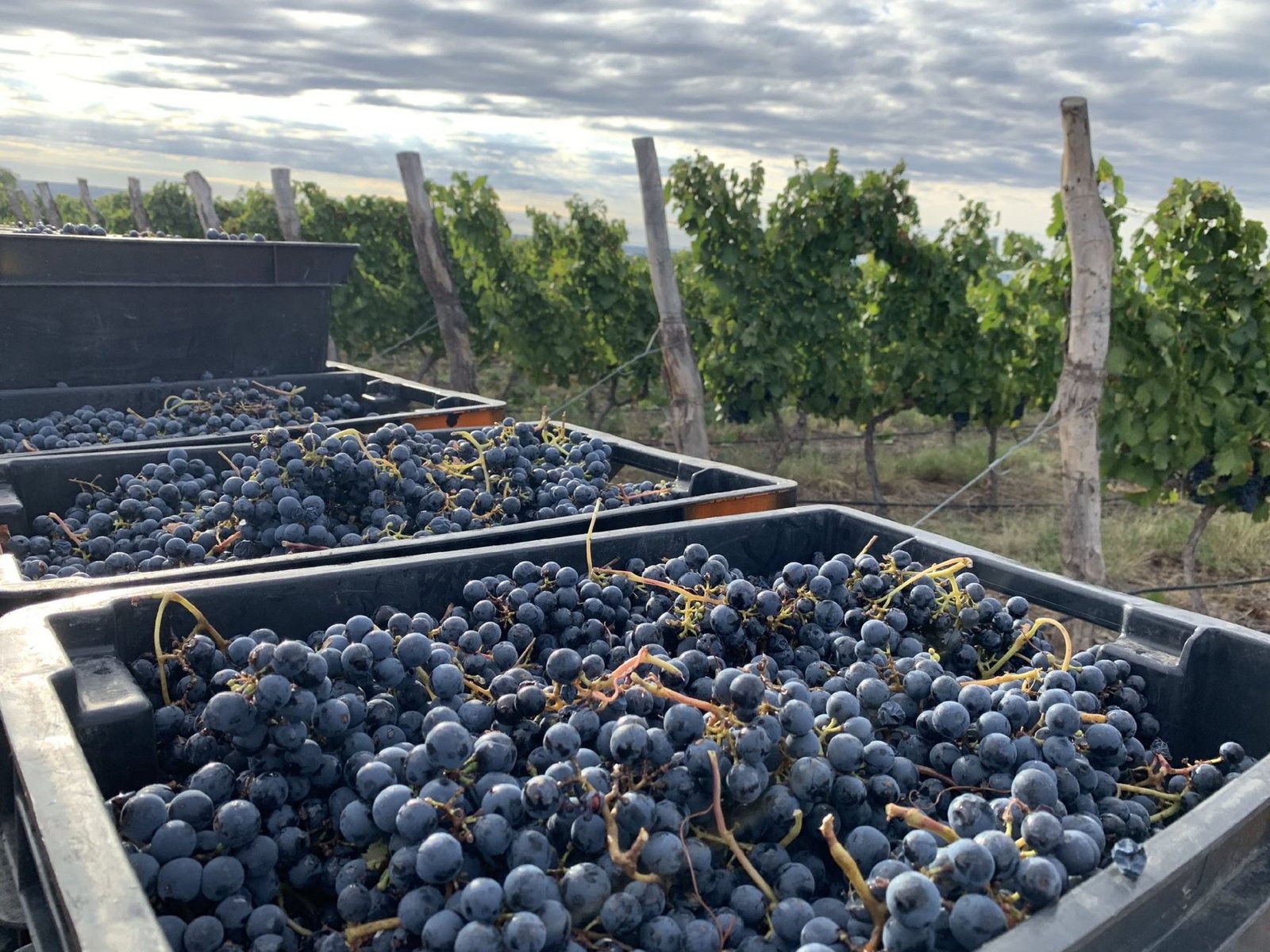 Cajas con uva recién cosechada en el viñedo