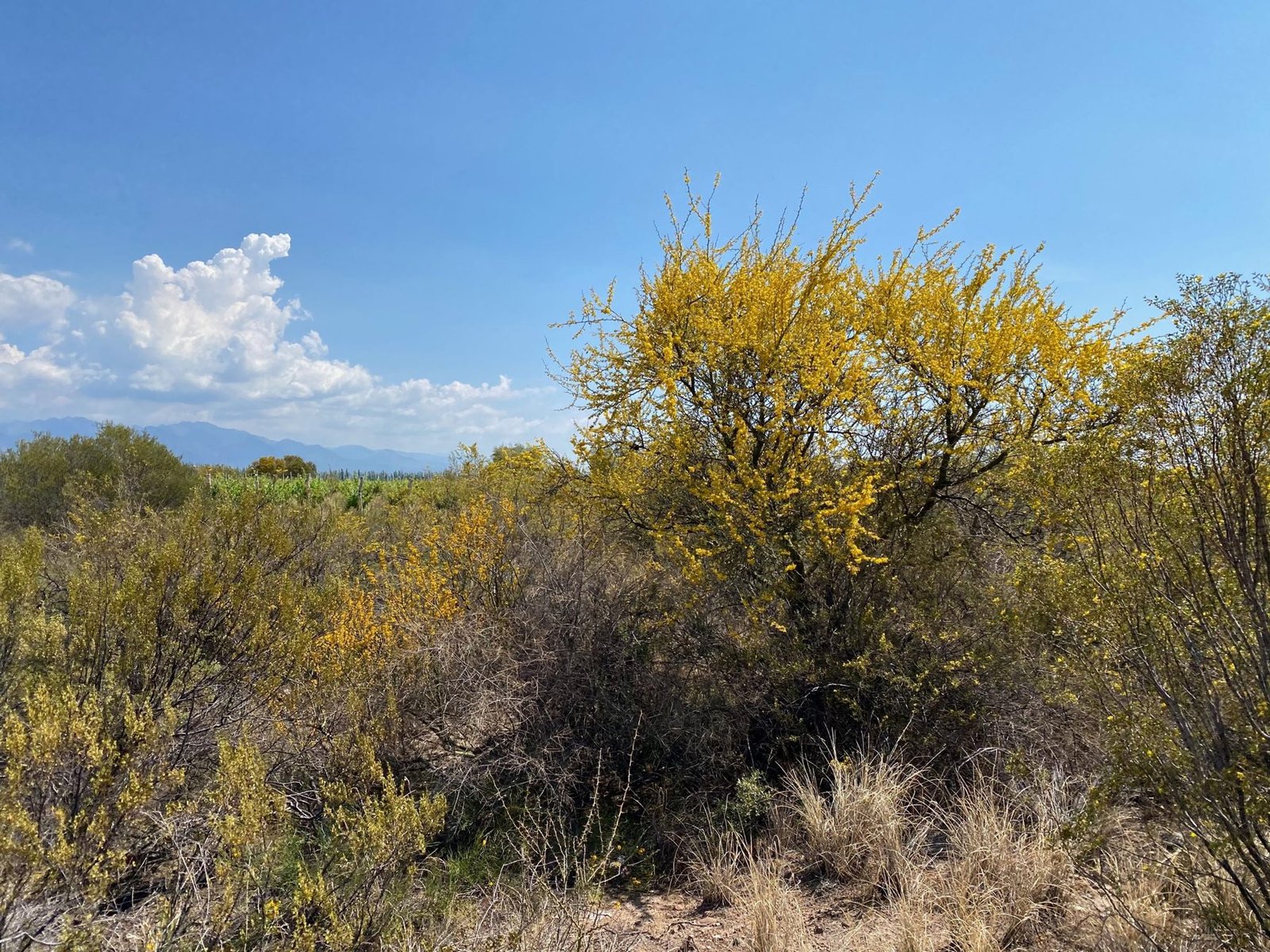 Monte nativo en flor junto al viñedo