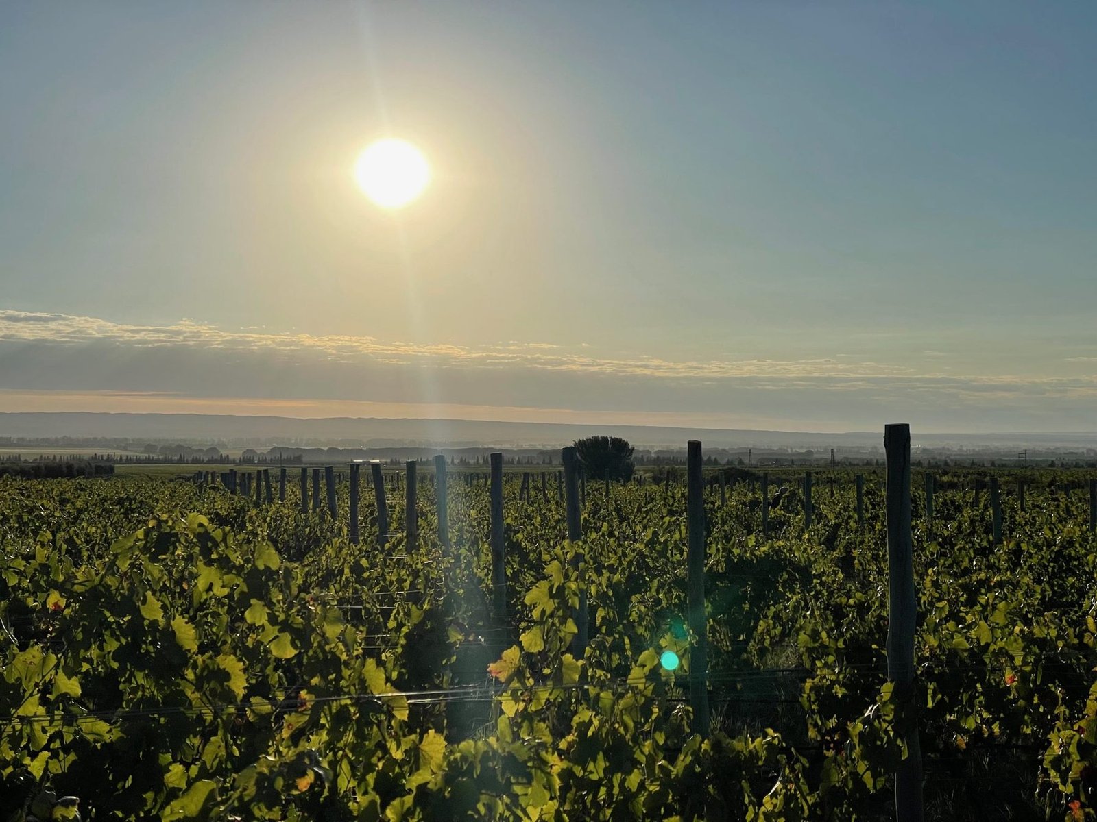 Viñedo con el sol bajo